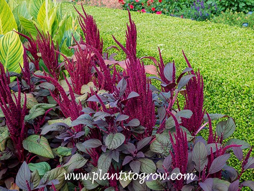 'Velvet Curtain' Amaranth (Amaranthus cruetens)